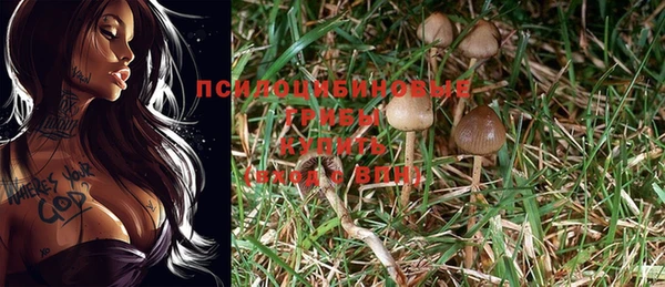 прущие грибы Новокубанск